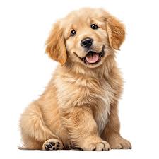 Volunteer Animal Shelter Gorey