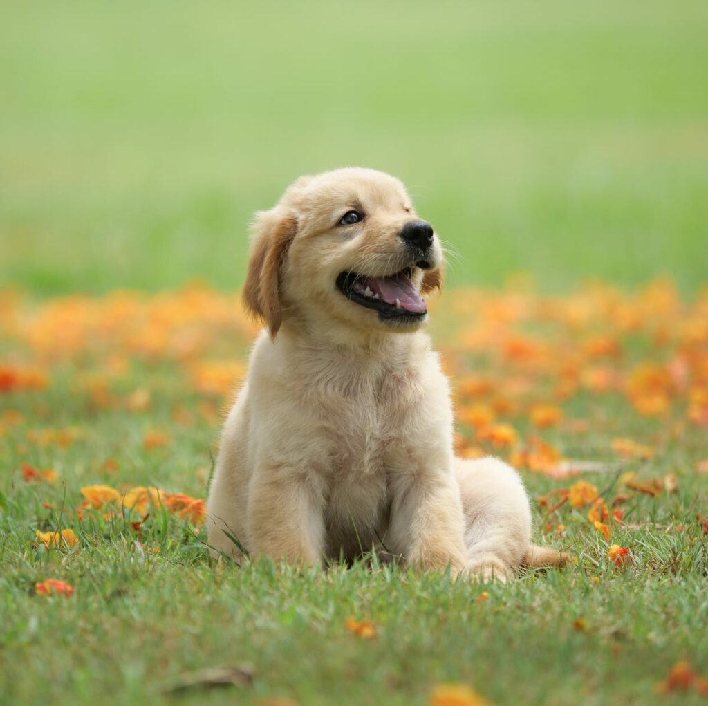 NWSPCA Conflict of Interest Policy