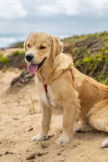 Animal Shelter Fundraising Ireland
