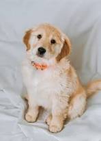 Animal Rescue Services Gorey