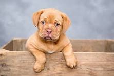 NWSPCA Rehoming Policy